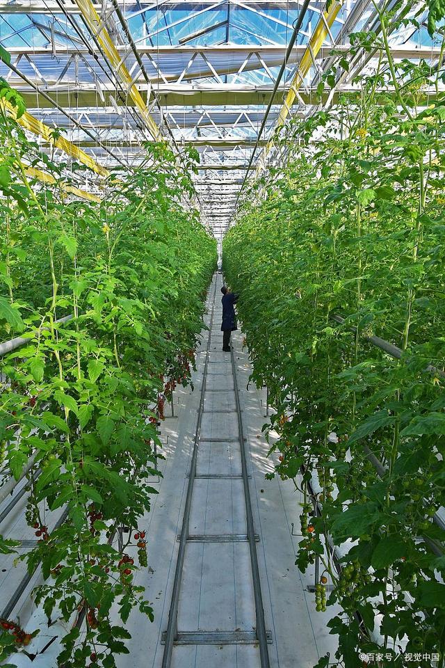 科技助力农业发展,农技知识提升农产品质量