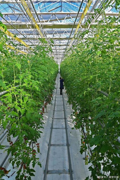 科技助力农业发展,农技知识提升农产品质量